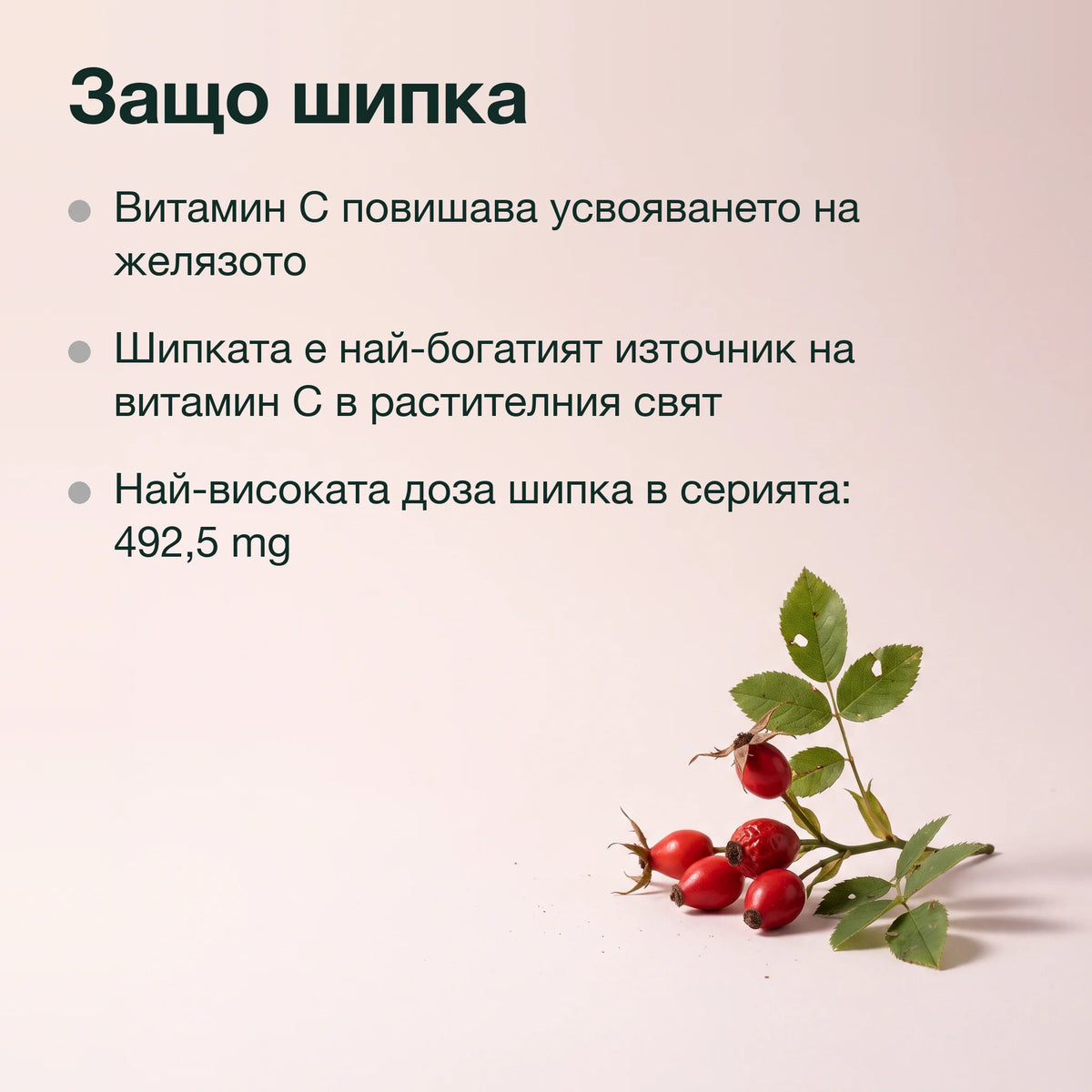 Шипка, желязо, фолиева киселина и B12: Защо шипка